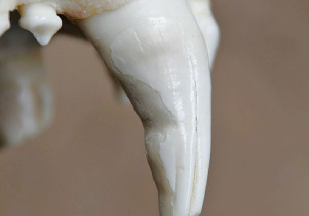 Damaged canine tooth of a lion