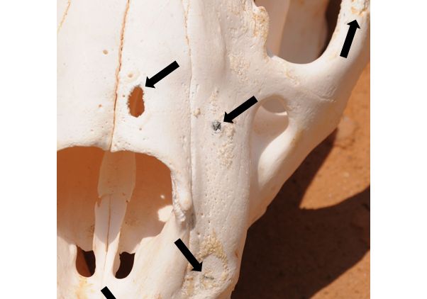 Lion’s skull with old shotgun pellet wounds