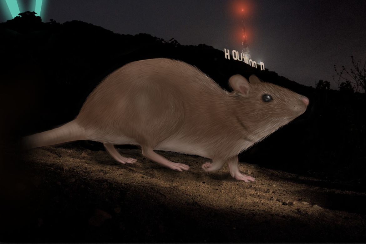 Illustration of rat near Hollywood sign