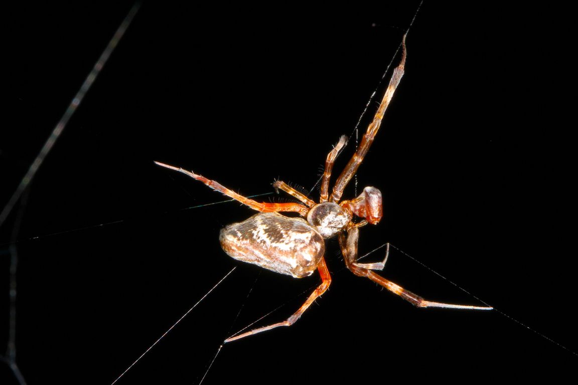 Male orb-weaving spiders fight less in female-dominated colonies - Vimarsana News