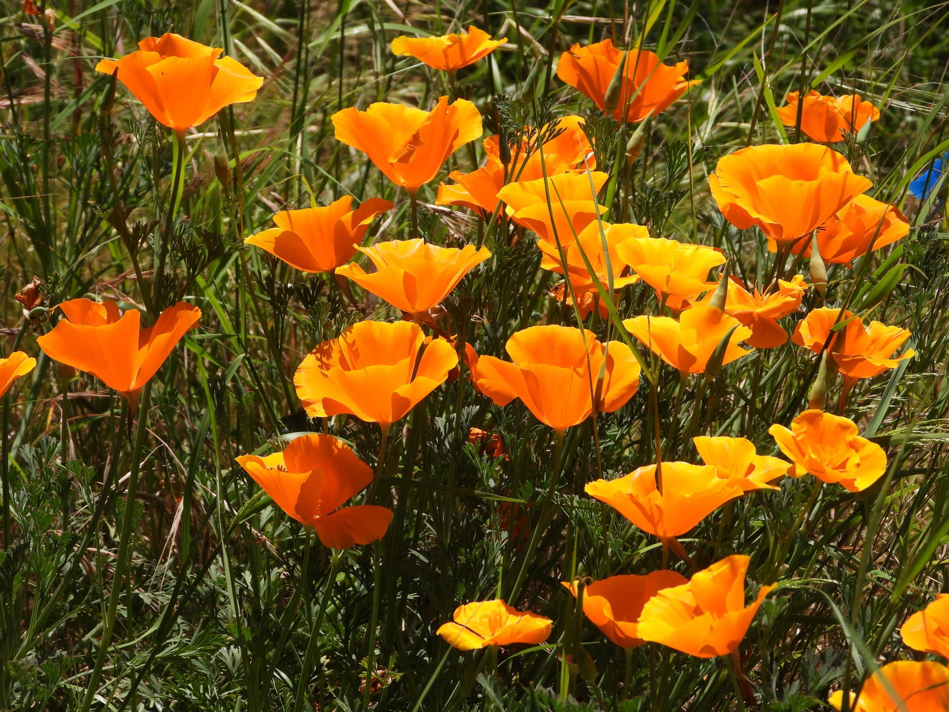Poppies