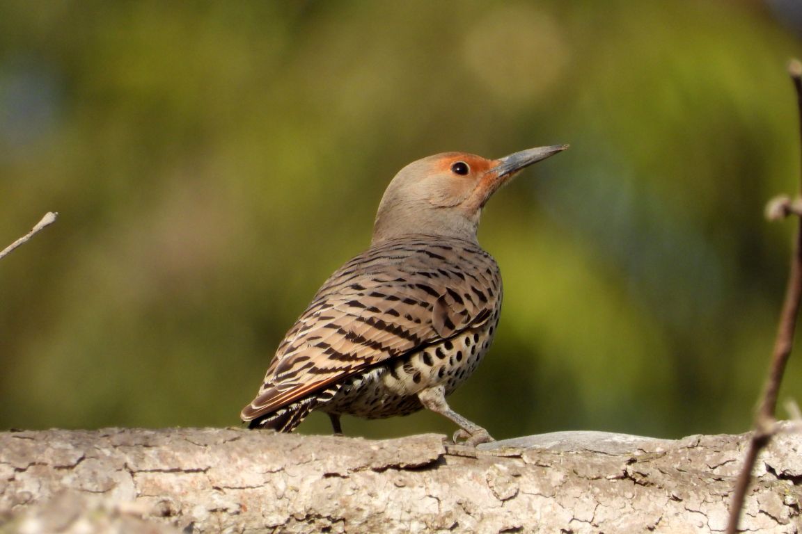 Northern Flicker bird at Sage Hill on the UCLA campus. 