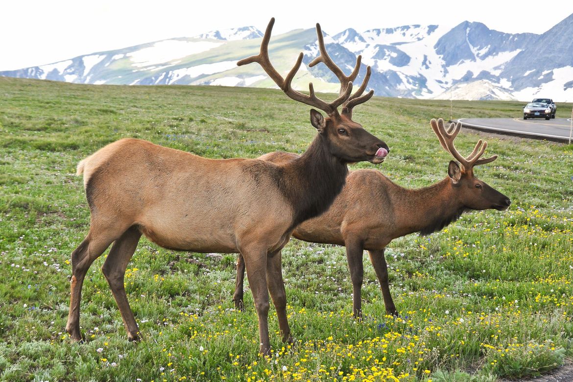 Two elk near a roadway