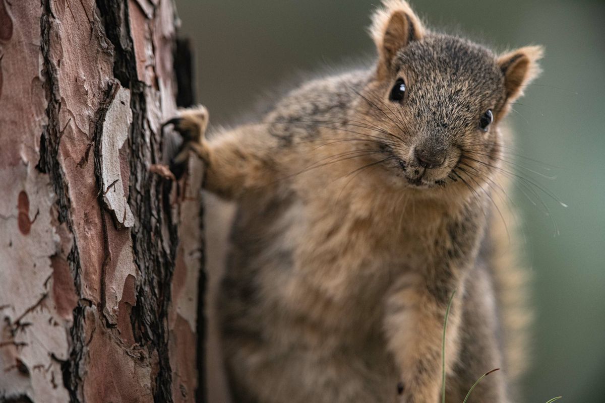 Squirrel