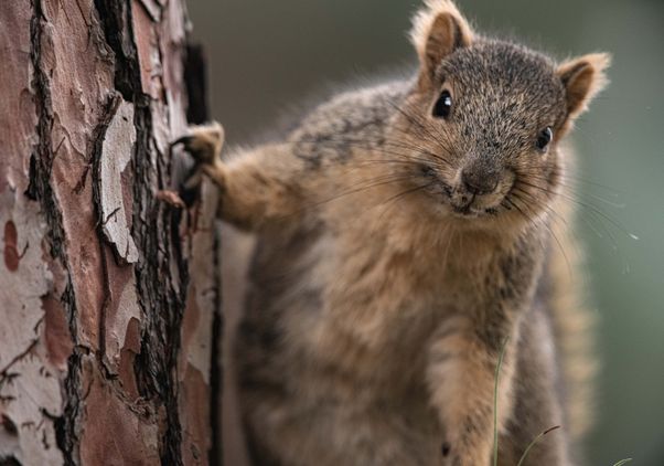 Squirrel