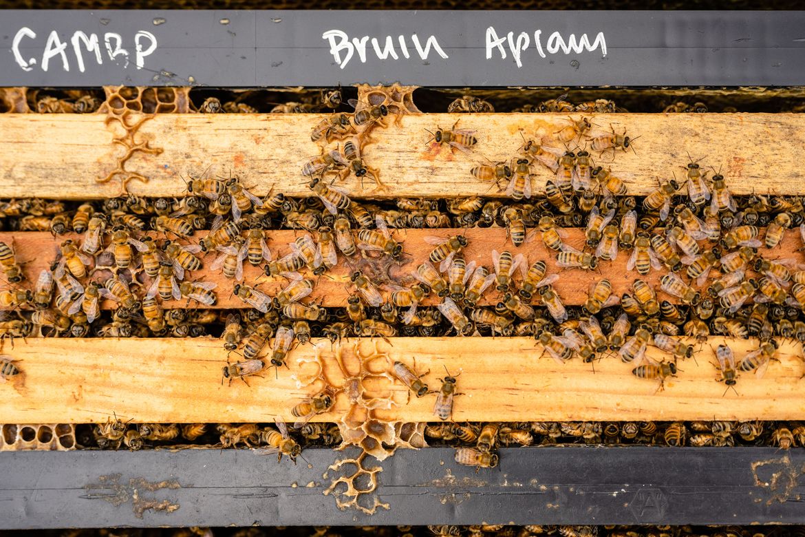 Bruin Apiary