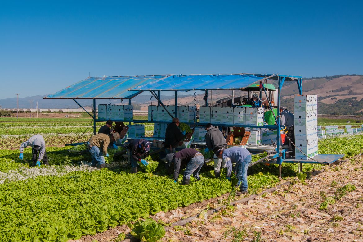 Agricultural workers in California field