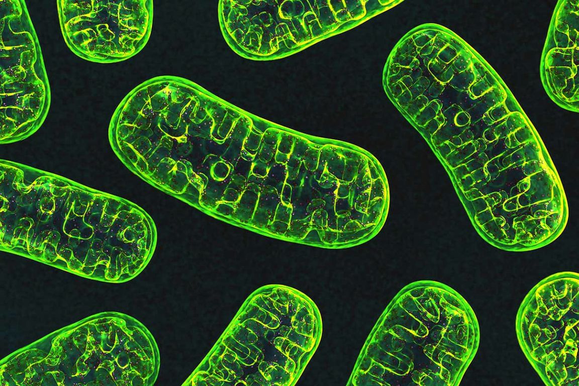 Mitochondria microscopic image