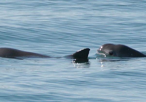 Two vaquitas in the Gulf of California
