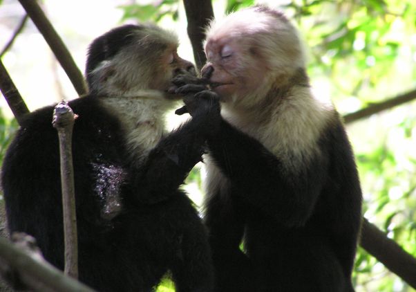 female white-faced capuchin monkeys