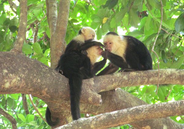 white-faced capuchin monkeys