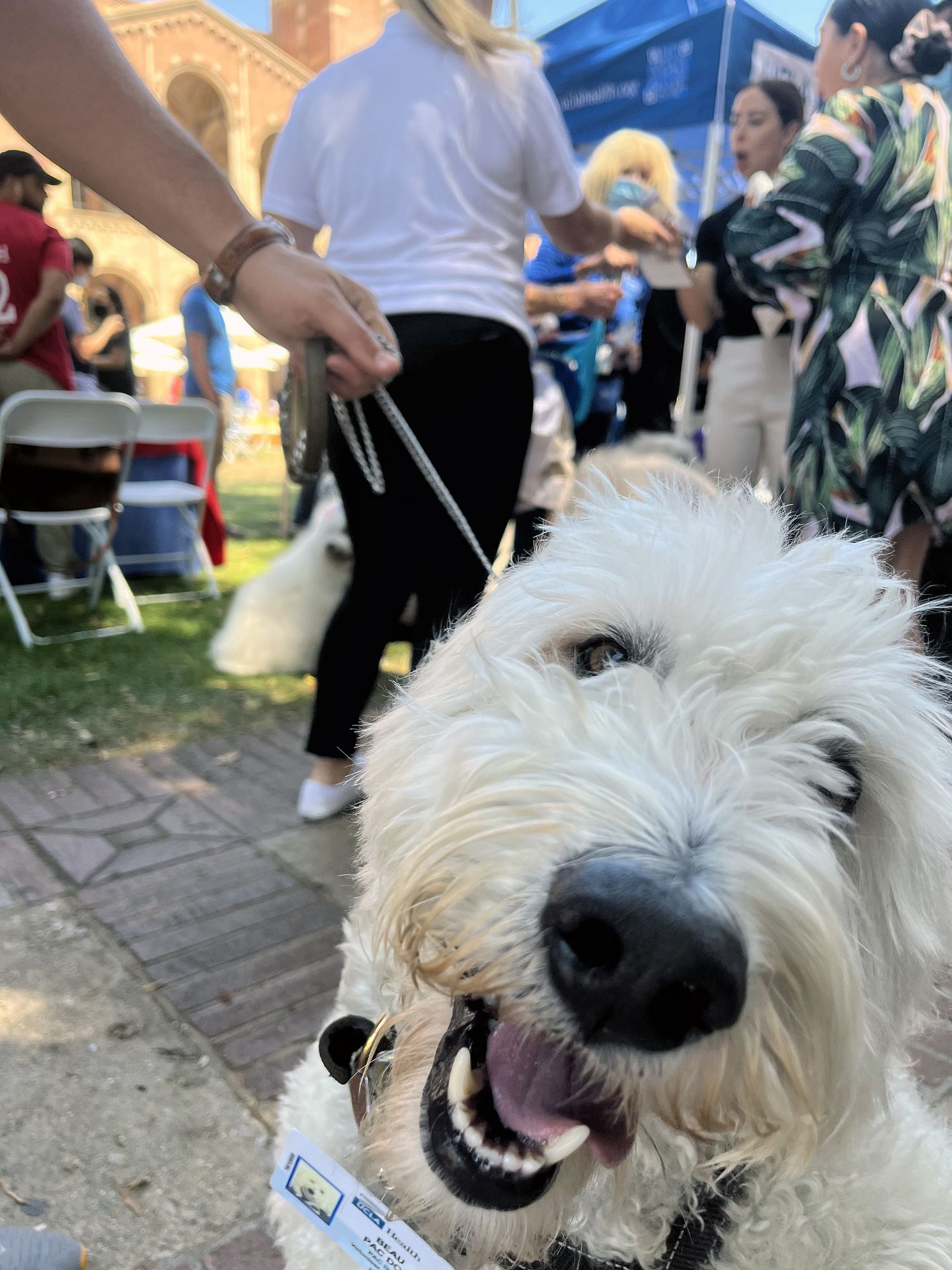 Beau the therapy dog
