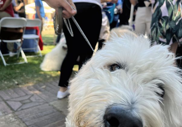 Beau the therapy dog