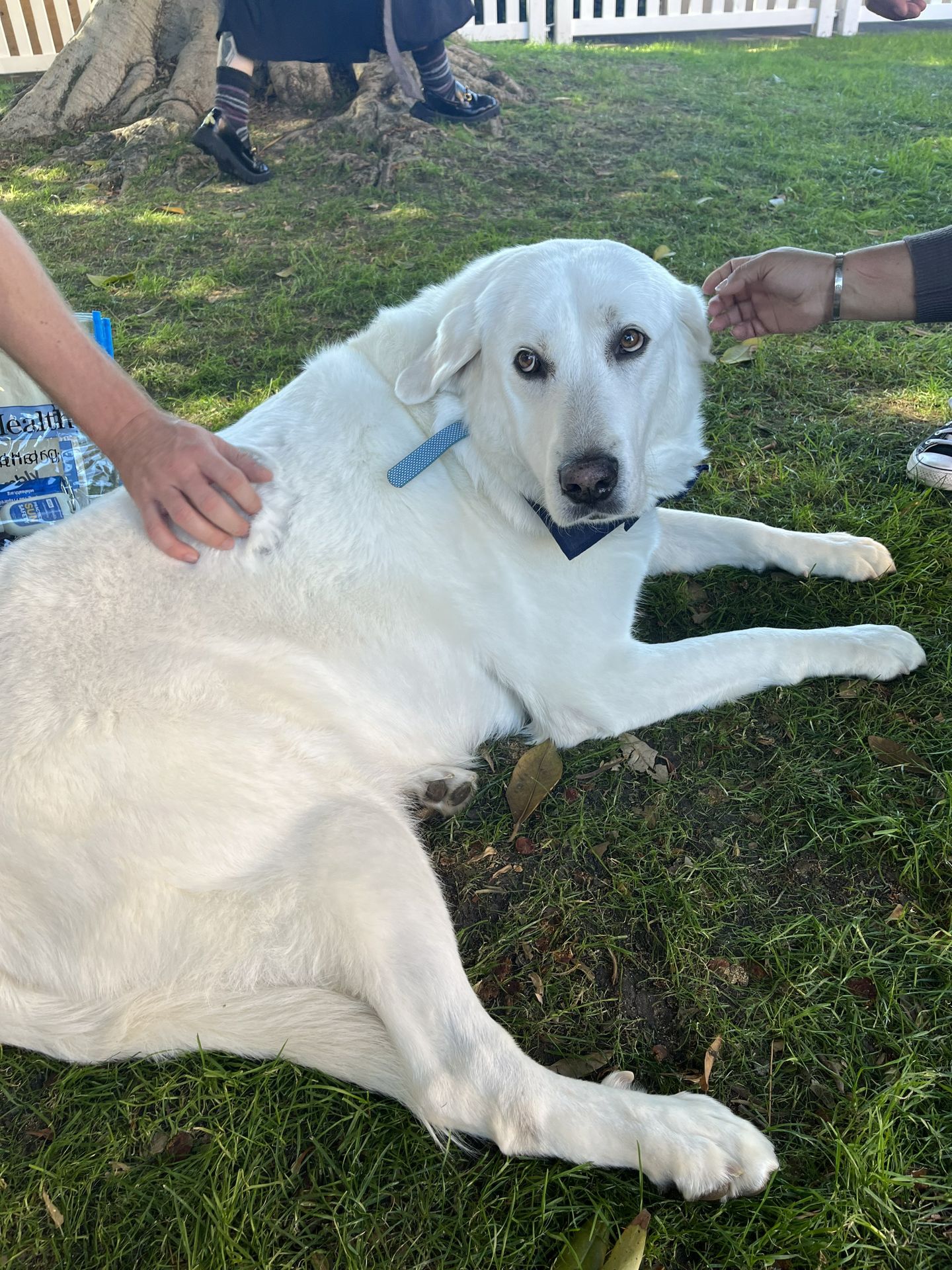 Hands petting a white dog lying on the grass.