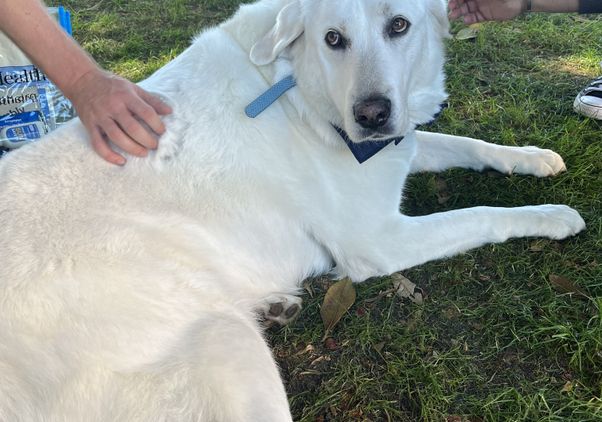 Hands petting a white dog lying on the grass.