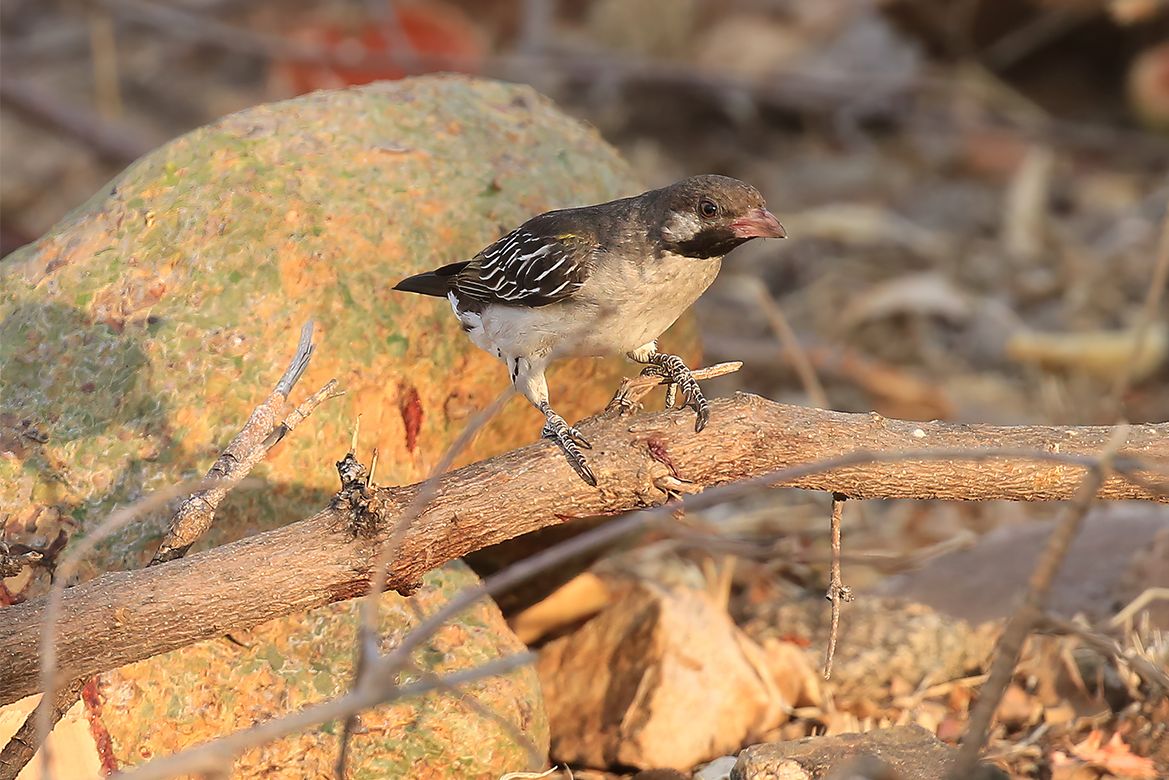 Wild birds lead people to honey – and learn from them | UCLA