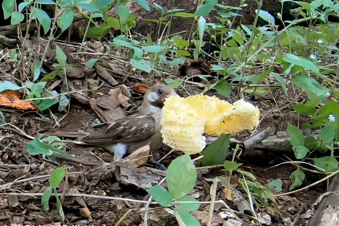 Photo A honeyguide eats leftover UCLA