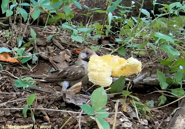 A honeyguide eats leftover honeycomb 