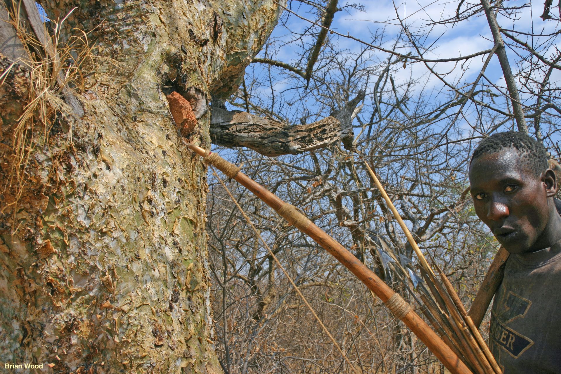 Honey-hunter whistling by a tree