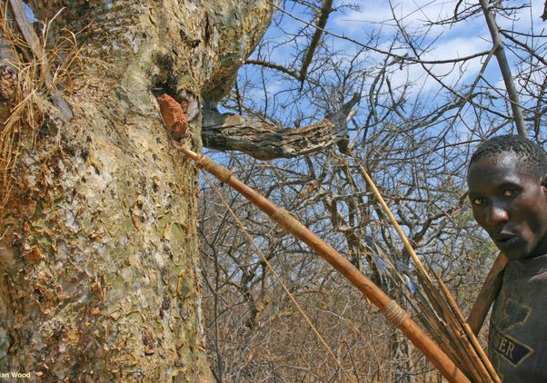 Honey-hunter whistling by a tree