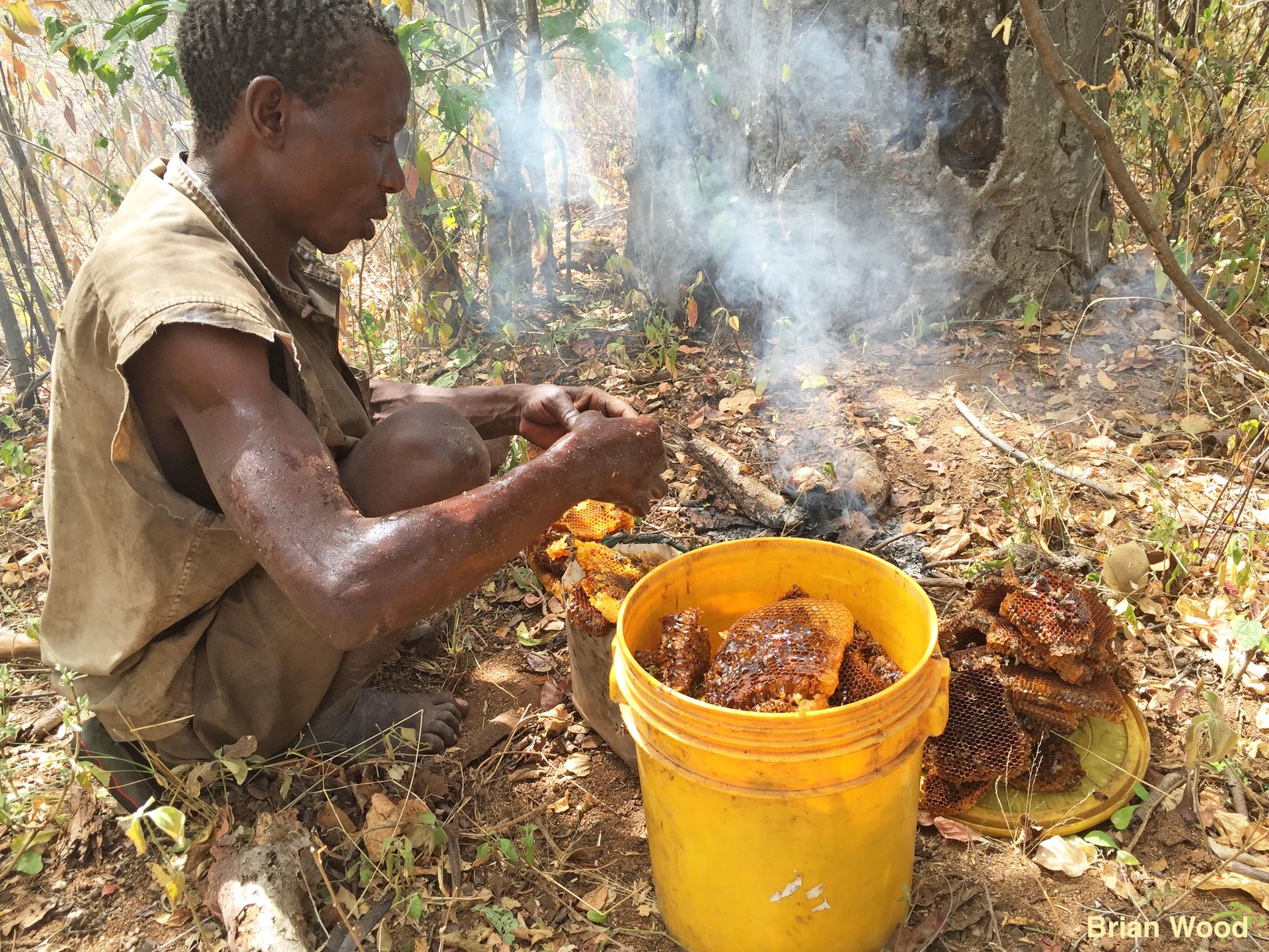 Man sitting on ground processing honey