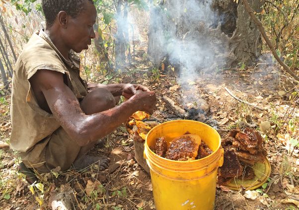 Man sitting on ground processing honey