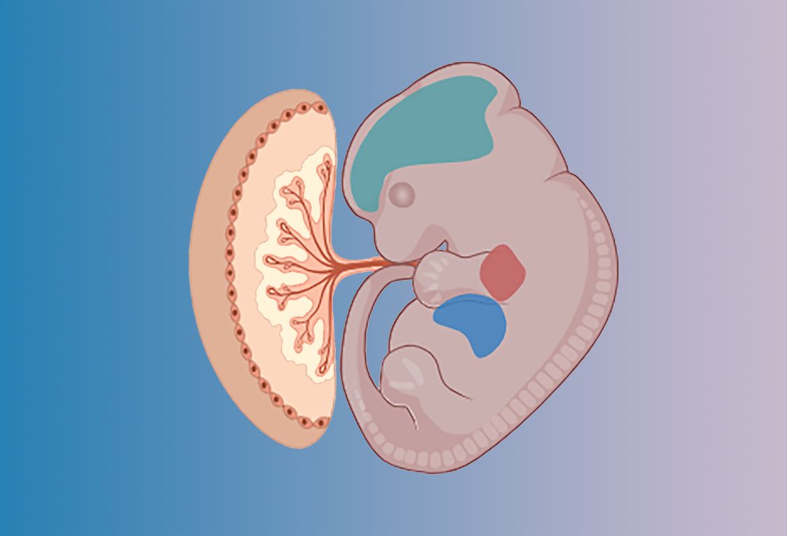 Image of developing fetus and placenta