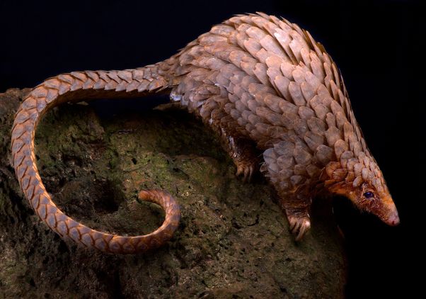 White-bellied pangolin on a rock against a black background