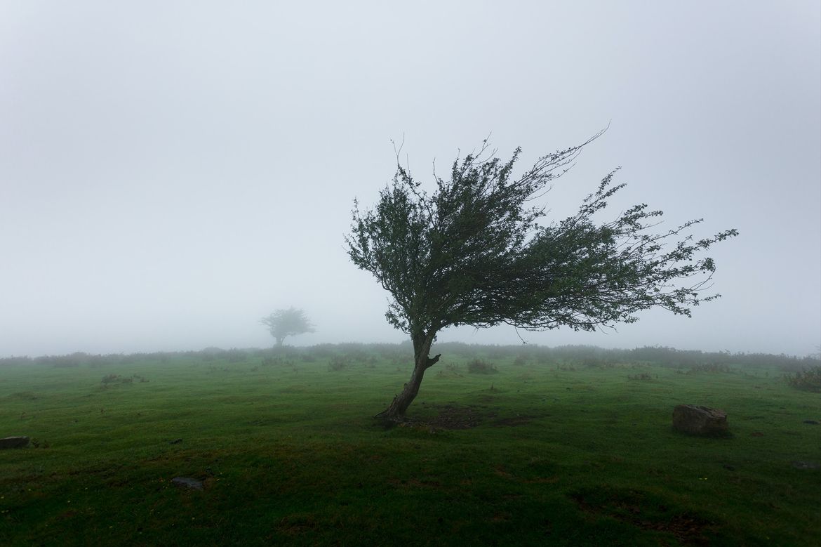Tree blowing in the wind