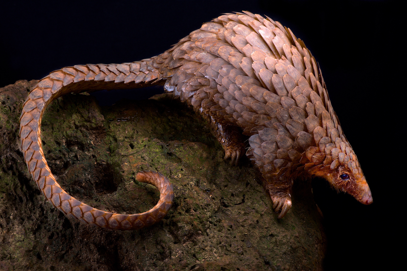 White-bellied pangolin on a rock against a black background