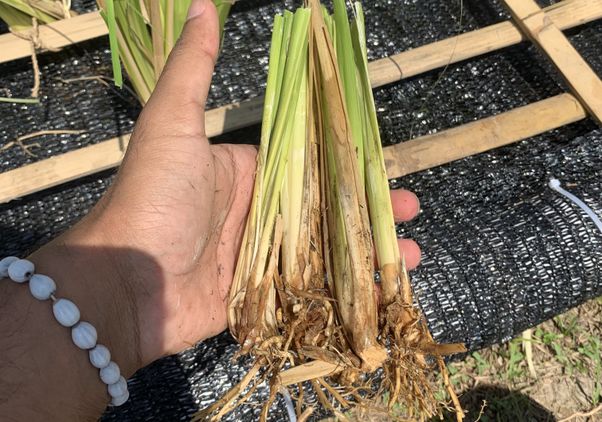 Vetiver grass