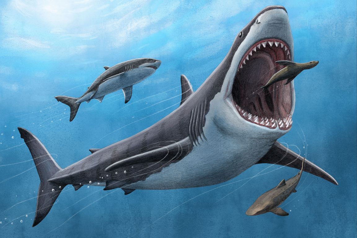 Megalodon was no cold-blooded killer - Vimarsana News