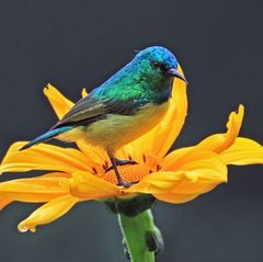 Male collared sunbird perched on a flower