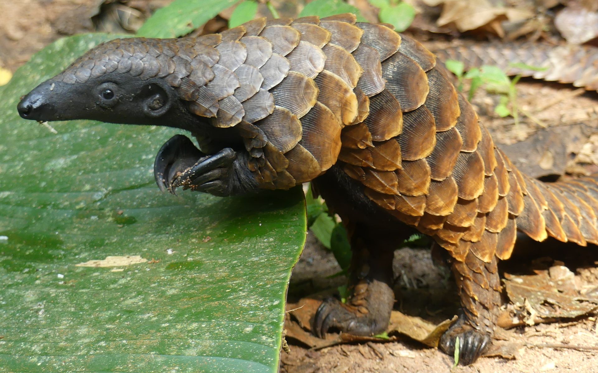 photo-pangolin-in-its-habitat-ucla