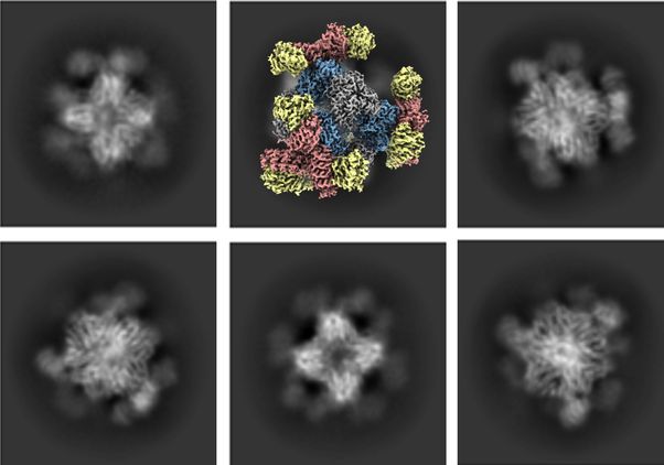 Cryo-EM images 
