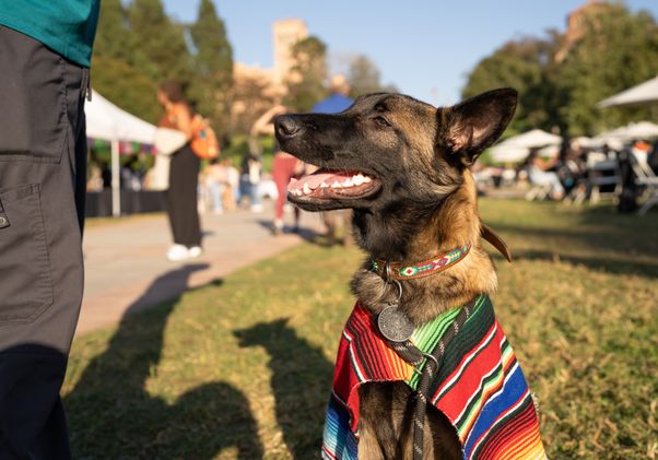 A medium-sized brown down, named Haki, is shown at the Latinx Welcome event wearing a small poncho made out of a colorful sarape from Mexico