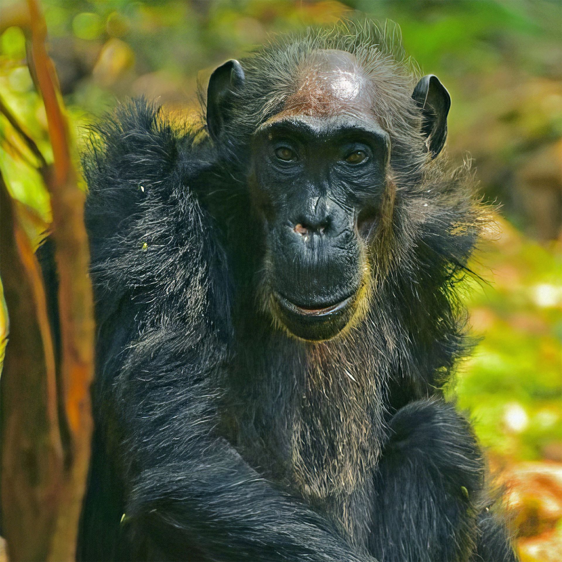 Close-up shot of a chimpanzee