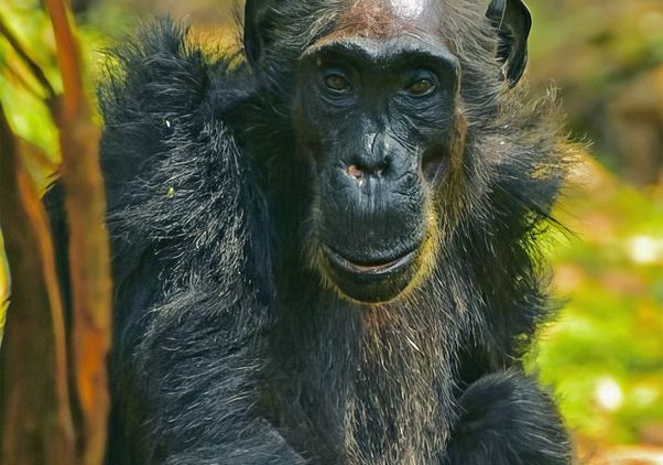 Close-up shot of a chimpanzee