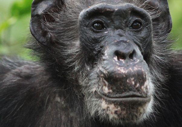 Close-up shot of a chimpanzee