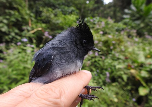 A white-tailed crested flycatcher held by a UCLA researcher