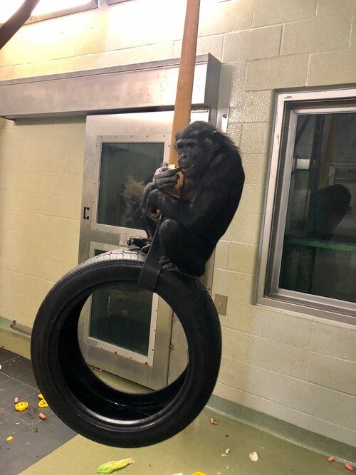 Mali the bonobo