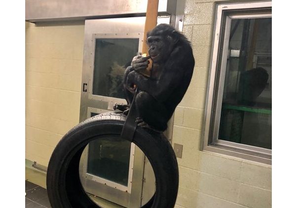Mali the bonobo