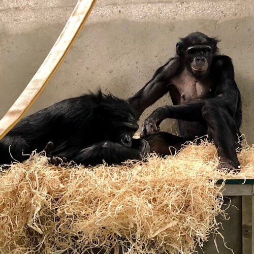 Mali and another bonobo 