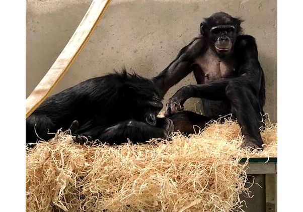 Mali and another bonobo 