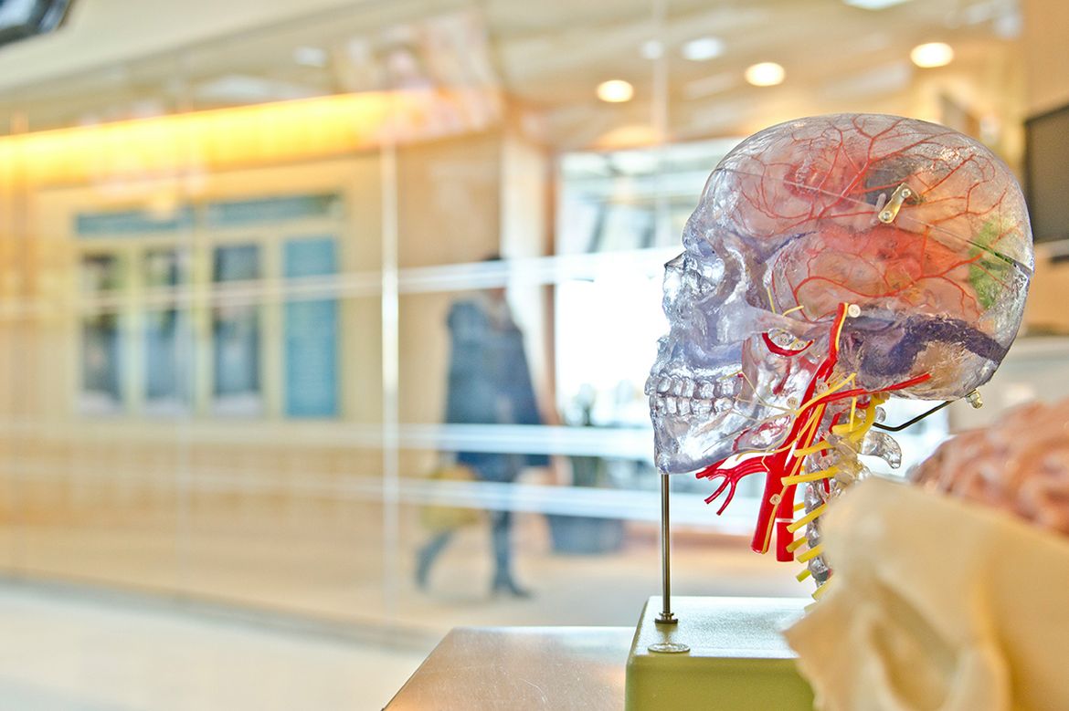 Clear skull with colorful brain on display