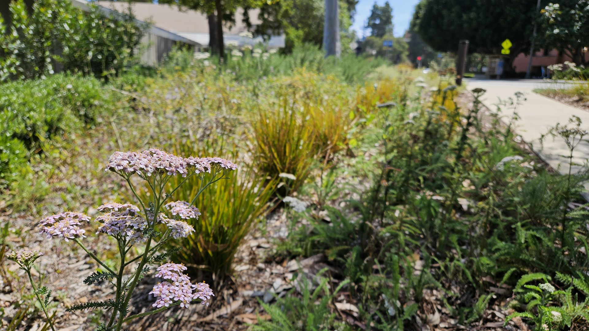 Yarrow blooming in new native landscaping on UCLA's campus  