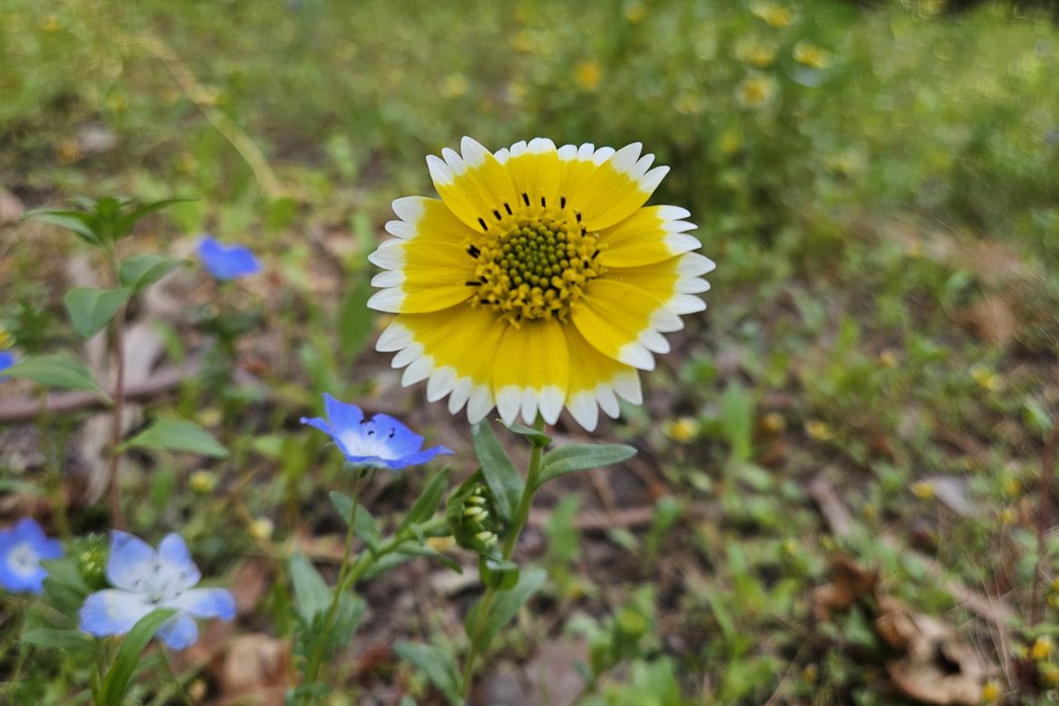 Native Baby Blue Eyes and Tidy Tips blooming on campus 