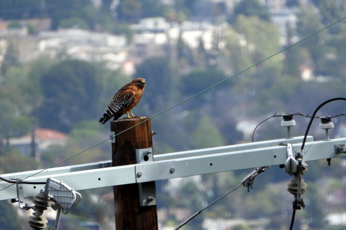 Wild megalopolis: Study shows unexpected pockets of biodiversity pepper Los Angeles - Vimarsana News
