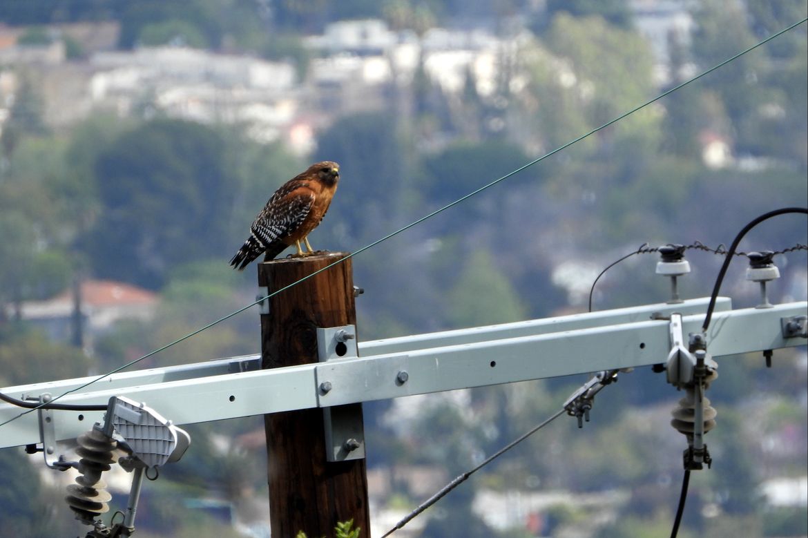 Red-shouldered hawk on telephone pole