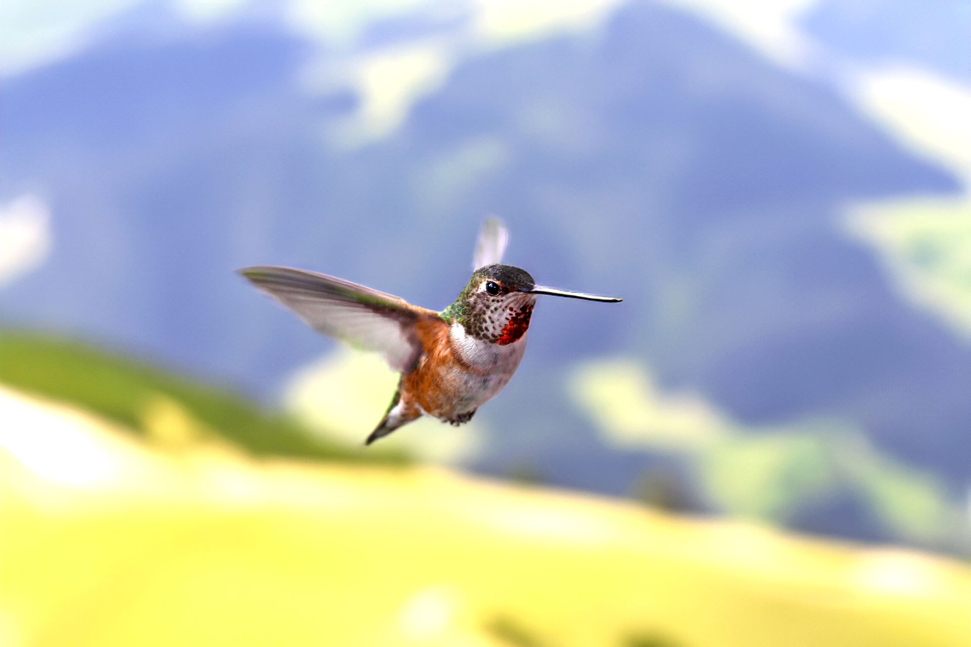 Photo | Hummingbird in flight | UCLA